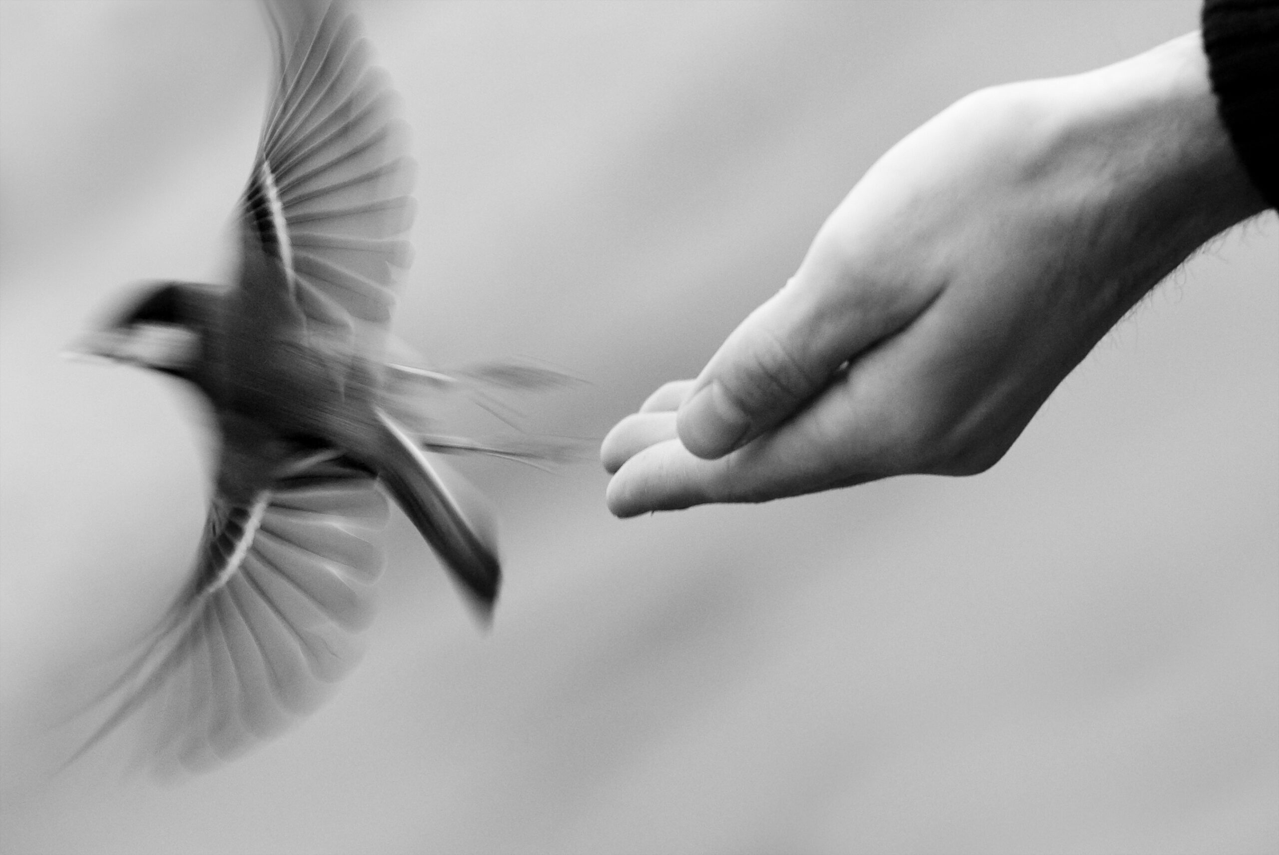 Bird flying off a hand