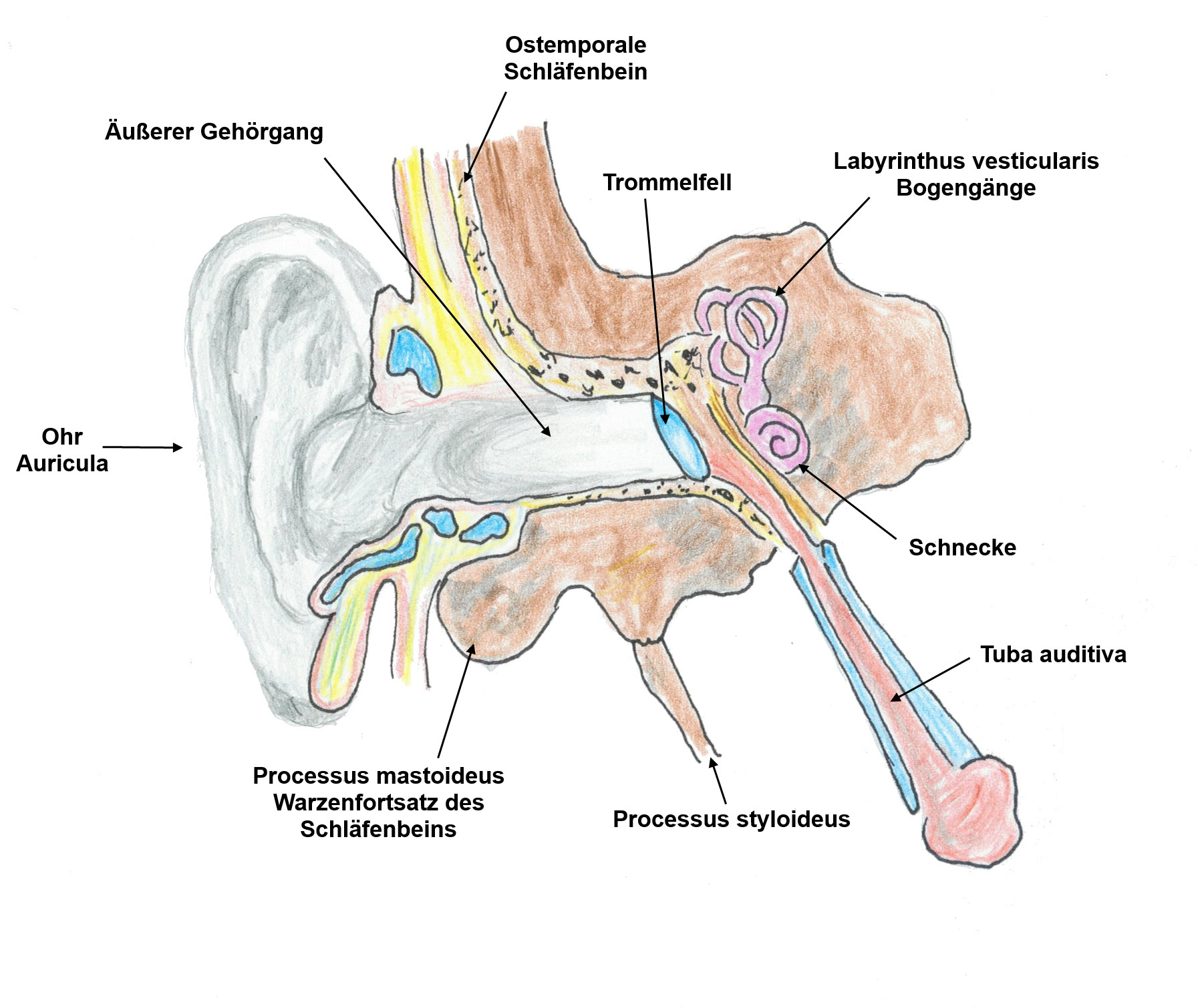 Die Sprache der Organe – Einleitung