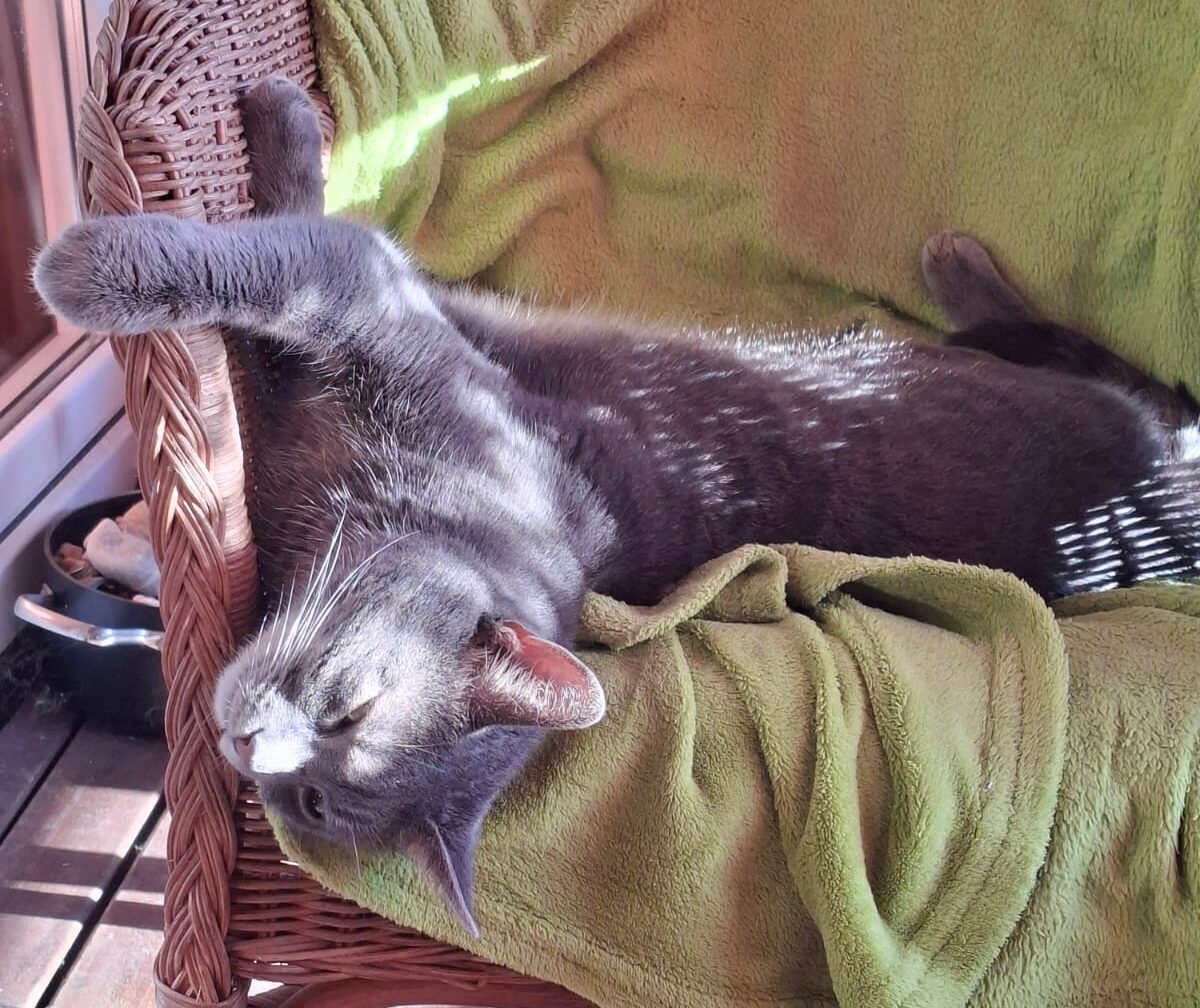 Über Tiere - Einleitung