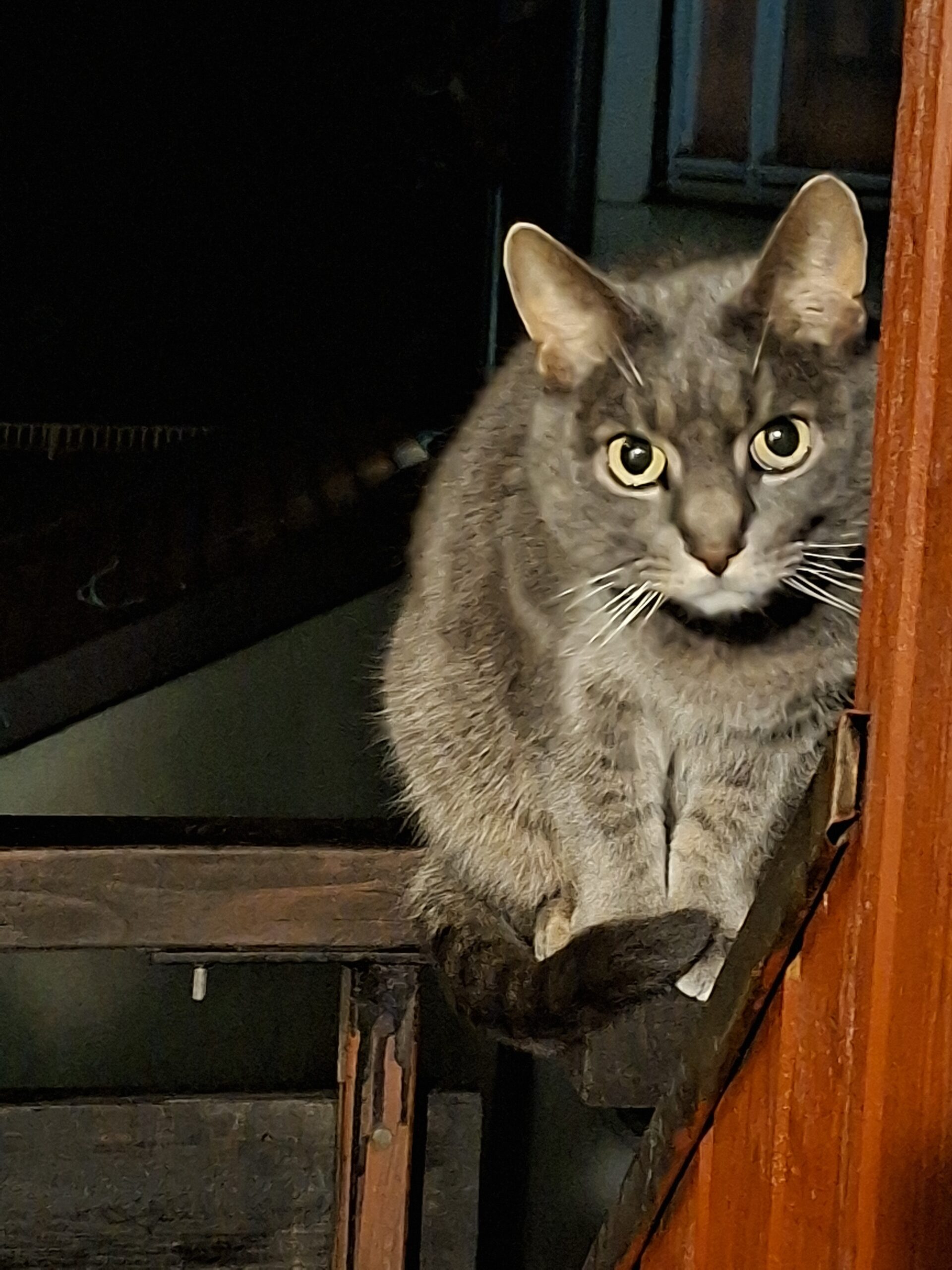 Über Tiere - Teil 2 und Teil 3