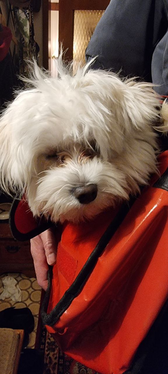 Über Tiere - Teil 4